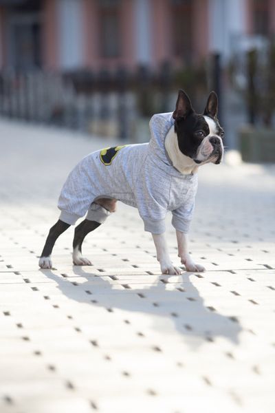 Комбінезон для собак WAUDOG Clothes малюнок "Бетмен лого", софтшелл, XS30, B 36-40 см, С 24-27 см clr303-2001 фото