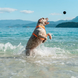 Іграшка для собак Zee.Dog Cannon Ball hltdg165856 фото 6