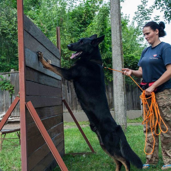 Повідець для Собак Bronzedog Active зі Шнура Тренувальний Помаранчевий L brks47354/Т фото