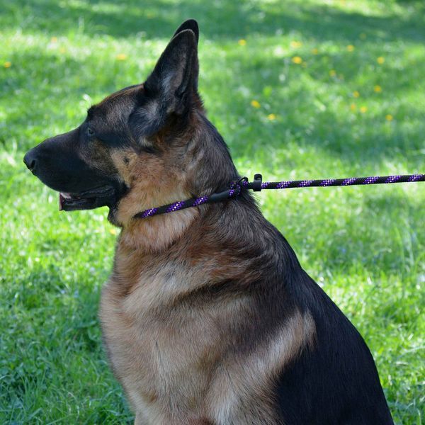 Повідець-Зашморг для Собак Bronzedog Active з Альпіністського Шнура Світловідбиваючий Чорно-Фіолетовий S/M brks47329/Т фото