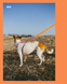 Шлейка для собак Zee.Dog Neopro Iris Розмір S hltdg26874 фото 5