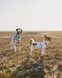 Шлейка для собак Zee.Dog Neopro Iris Розмір S hltdg26874 фото 7