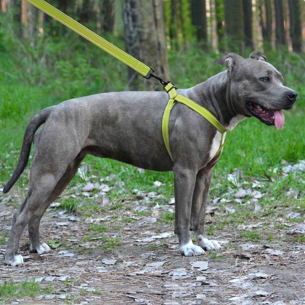 Шлея для Собак BronzeDog Active Нейлонова зі Світловідбиттям Cалатова S brks70/1305/Т фото