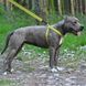 Шлея для Собак BronzeDog Active Нейлонова зі Світловідбиттям Cалатова S brks70/1305/Т фото 5