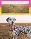 Шлейка для собак Zee.Dog Neopro Lyra Розмір S hltdg32574 фото 6